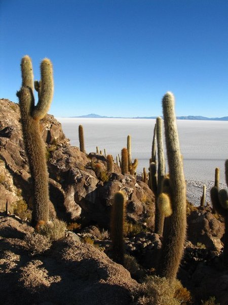 Day 4: Isla de los Pescadores.... an island covered with Cacti in the middle of the Salar 