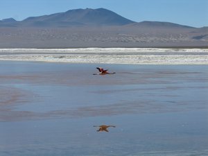 Day 3: On the shores of Laguna Colorada