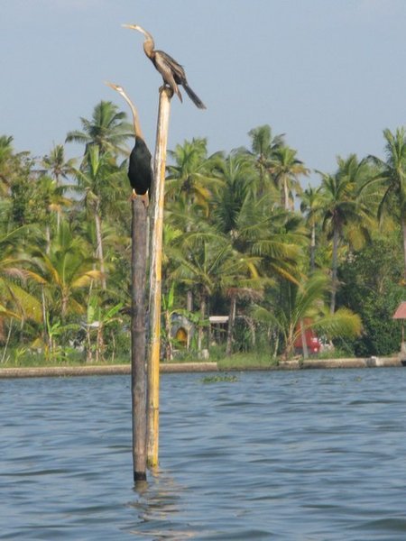 The backwaters, Alleppey