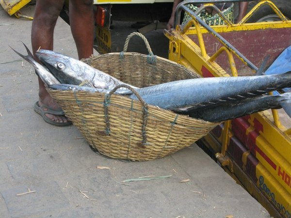 Hauling in the catch, Fort Kochi