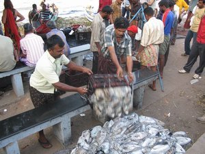 Hauling in the catch, Fort Kochi