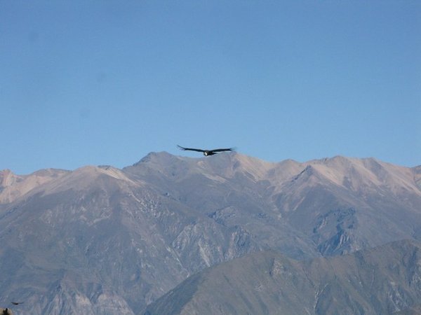 Condors flying, Colca Canyon