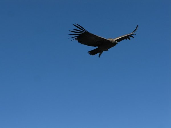 Condors flying, Colca Canyon