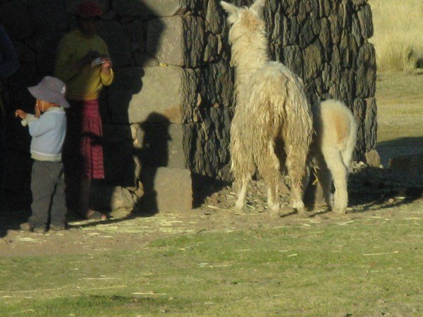 llama and villages