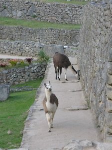 Llama invasion at Machu Picchu