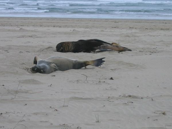 Sea Lions on the beach at Surat Bay