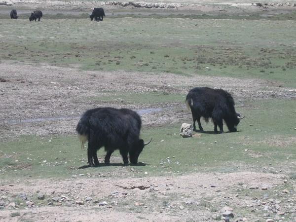 and more yaks....
