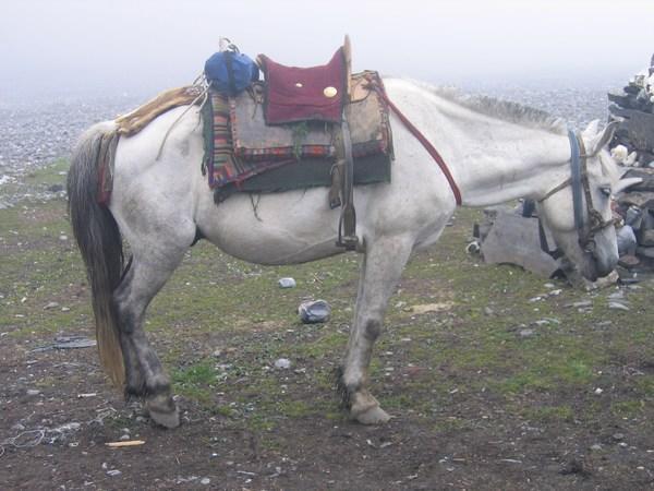 My poor horse after having made it to the top (well, as far as we went up) of ice mountain