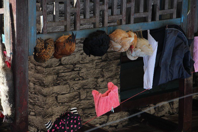 Annapurna Day 4 - There's chickens in my washing, Danakyu