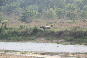 rhino on the prowel - who needs to go on safari when you can sit on the bank opposite and wait!