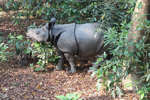 Elephant safari - baby rhino