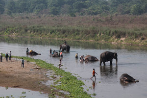 Elephant bathing after a morning transporting tourists