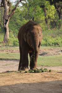 At the elephant breeding centre