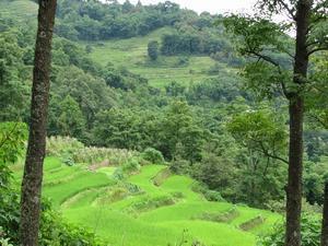 Walking through the rice terraces