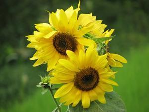 Sunflowers also growing in the fields