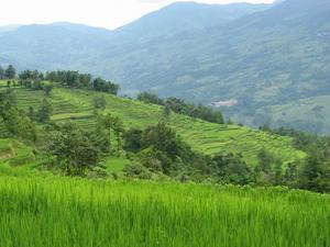 More rice terraces....