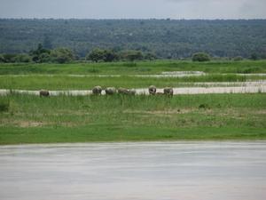 Water Buffalo grazing along the river edge on the way to Bagan
