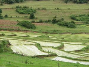 Rice terraces around Kalaw.... I stayed on the path this time!