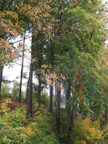 Autumn leaves in Trutnov