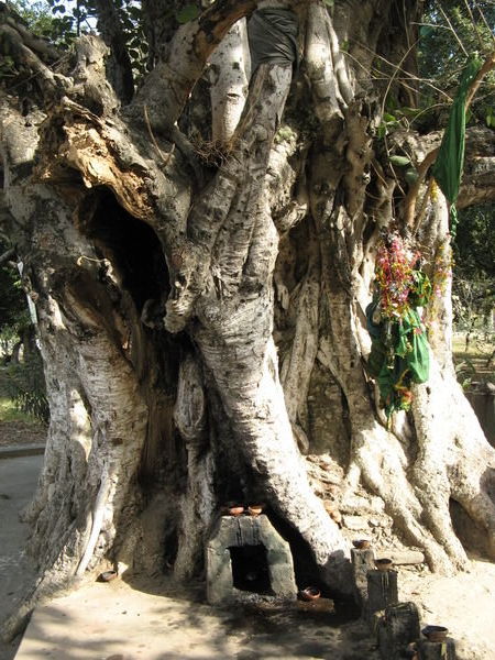 Sacred Tree in Islamabad