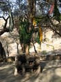 Sacred Sufi tree at Mohra Moradu with offerings