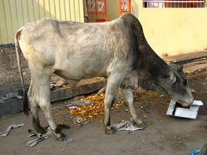 Nandi remains shanti about the celebrations