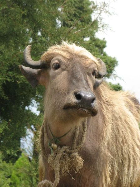 A pretty buffalo... |