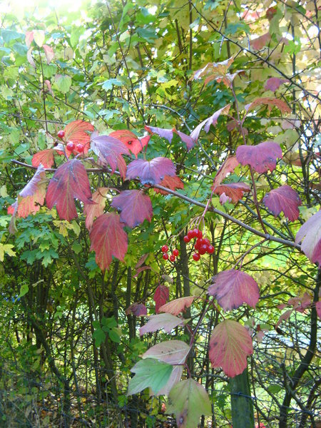 Autumn colours in Dorset