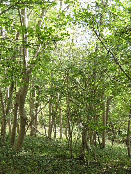 Woods near Zigzag Hill in Dorset