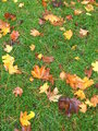 Autumn leaves on my path....