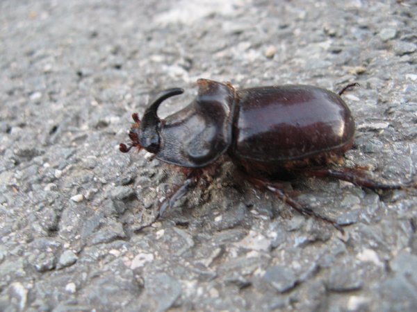 Black Metal beetle