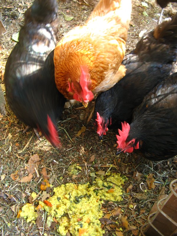Our chickens enjoying a meal of kitchari