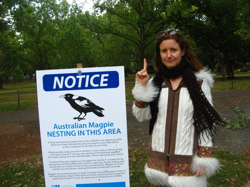 Take heed - magpies are lethal in Australia