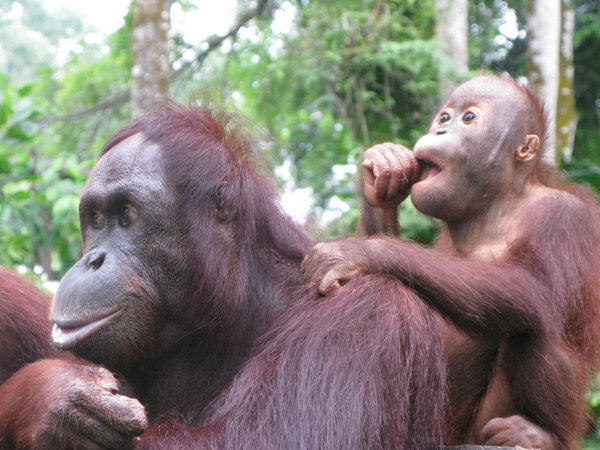 Orang Utanit -parasta antia koko eläintarhassa!