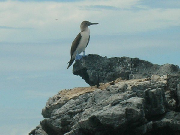 Blue footed BOOBY