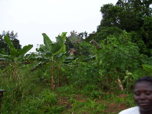 Tropical forest along the side of the road