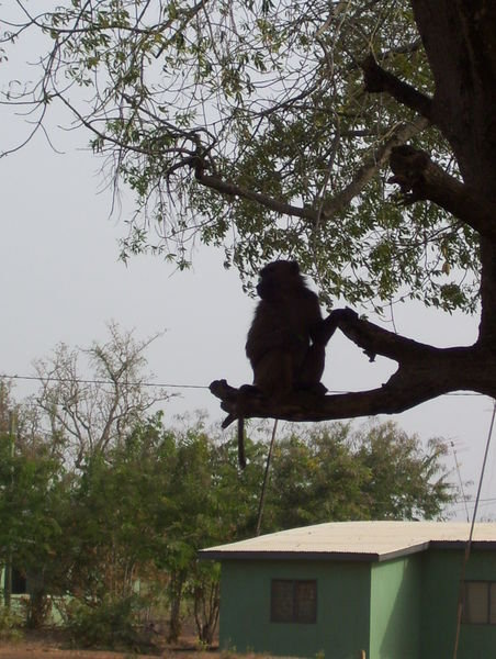 Baboon's in trees!