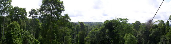 Panoramic shot of the tree trops from one of the bridge platforms