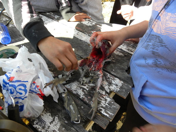 Students Plucking and Gutting a Partridge