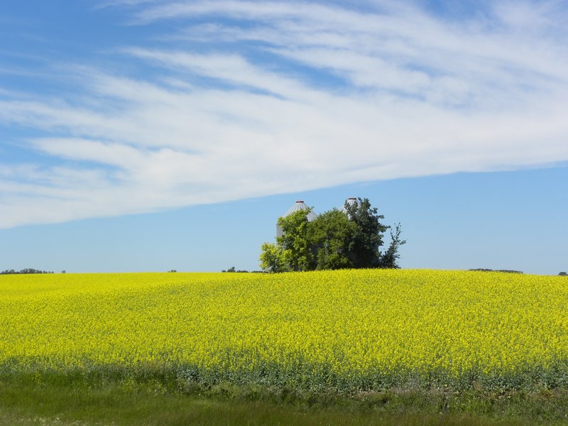Canola fields near the Saskatchewan border