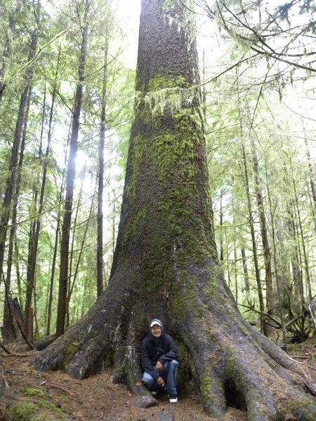 BIG trees in the old growth forests of Haida Gwaii