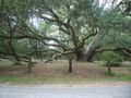 Forrest Gump tree