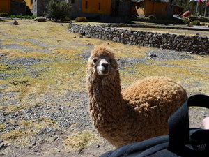 This is the llama (or alpaca) that attacked us
