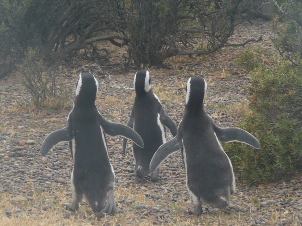 Three Magellanic Penguins