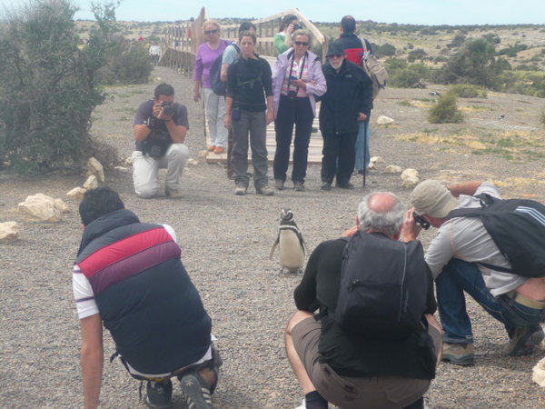 Penguin Crossing