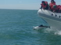 Dolphin at play