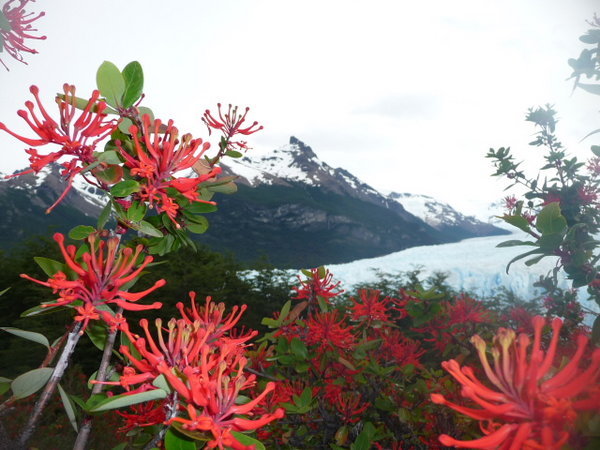 Random flowers in front of the glacier