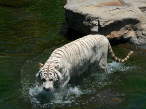 White tiger, and no Sigfreid or Roy