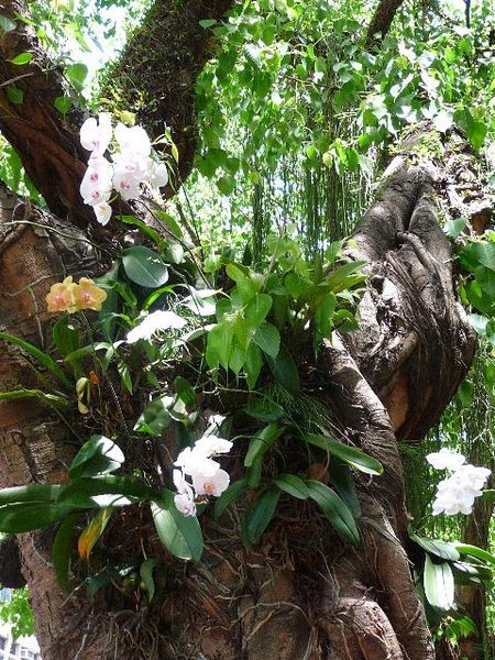 Random tree on the side of the road with orchids growing out of it