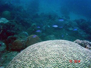 Giant Brain Coral 